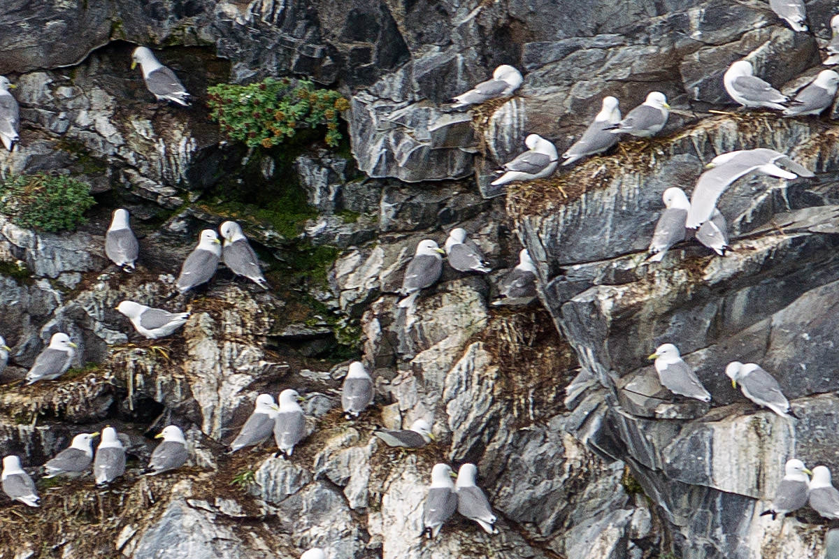 Glacier Cruise Alaska Birds