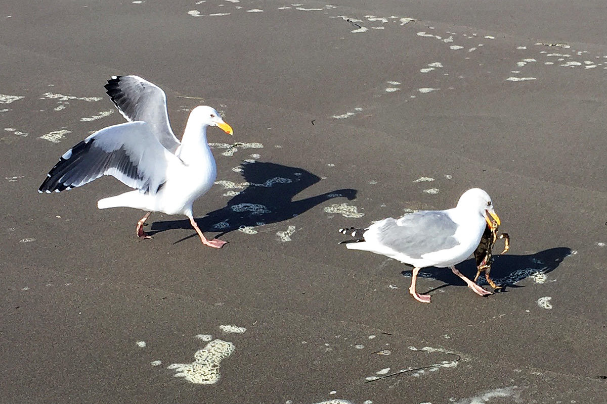 Stinson Beach