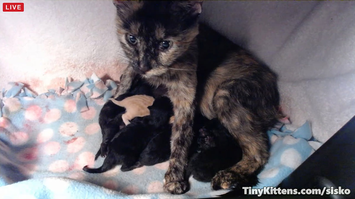 Sisko and her babies...