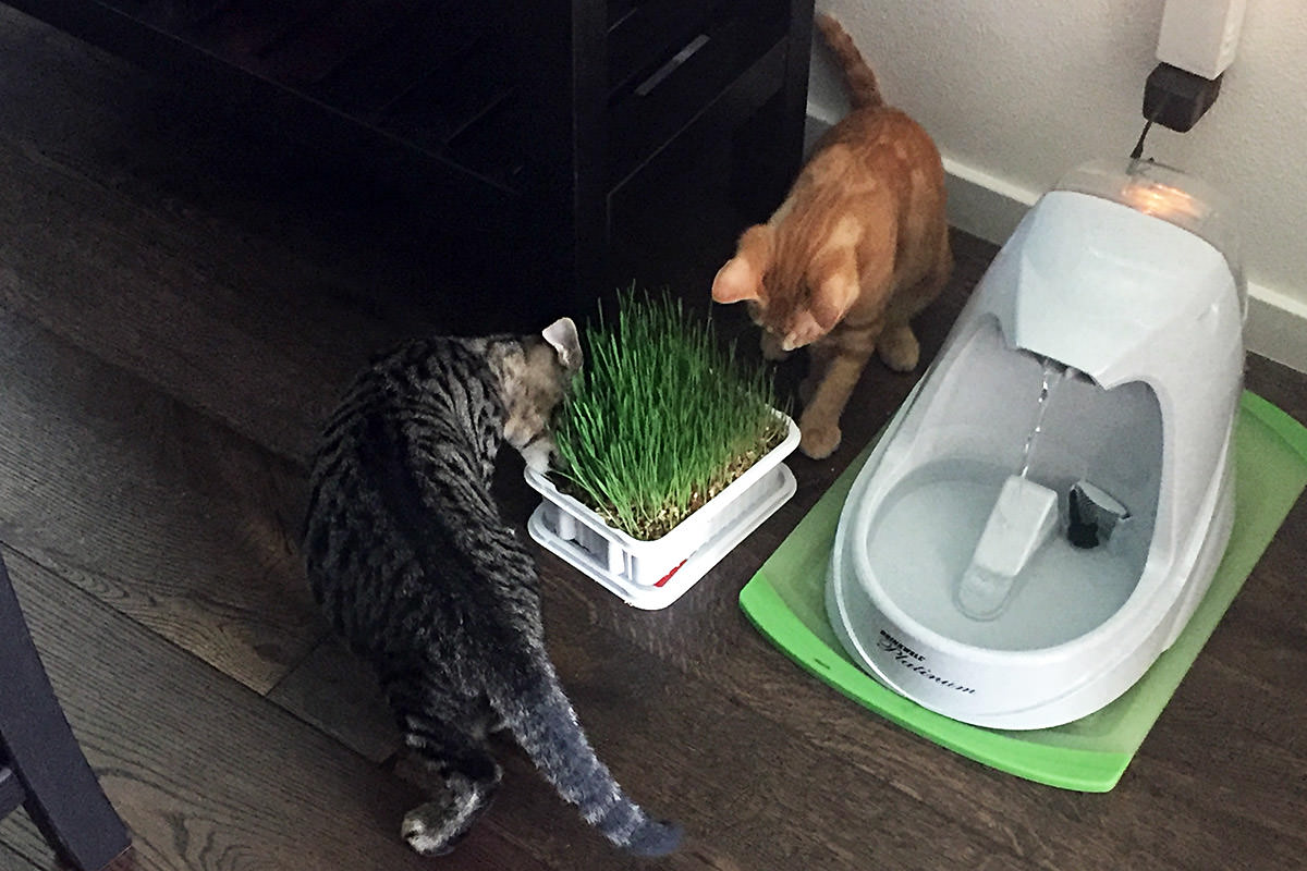 Jenny in the Cat Grass!