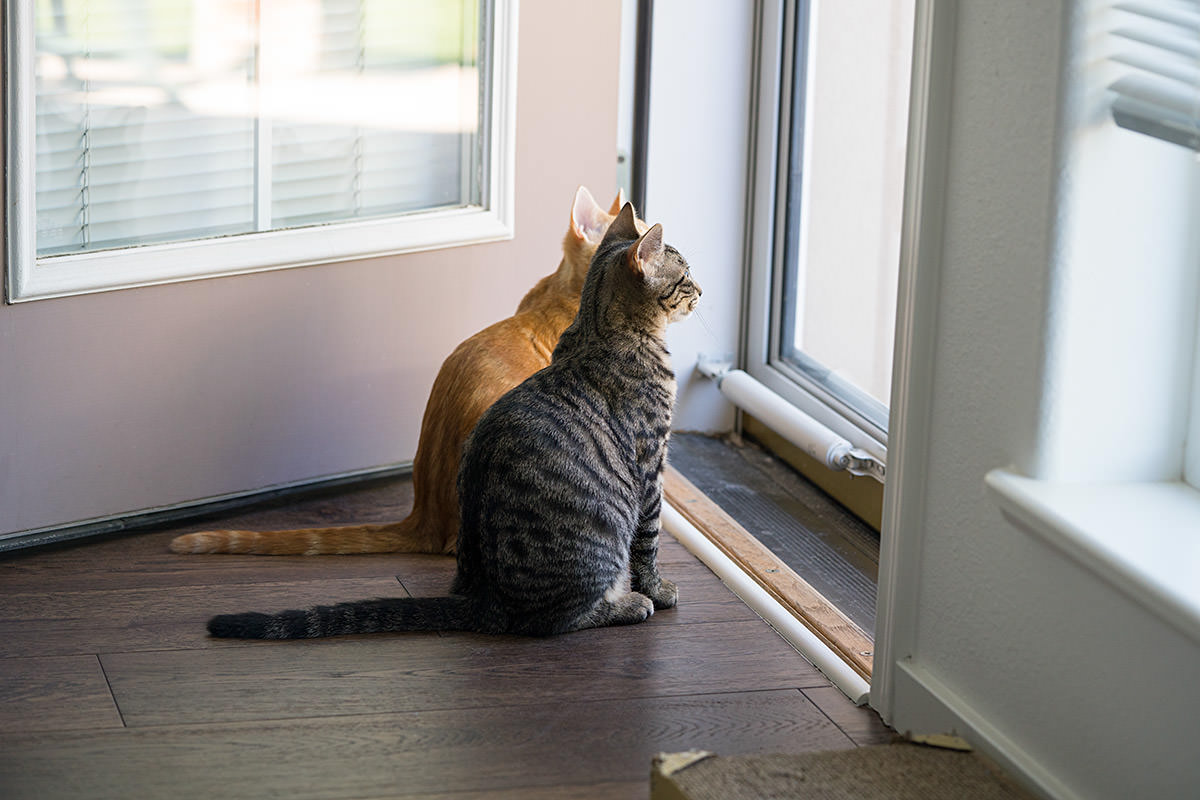 Jake and Jenny Kittens!