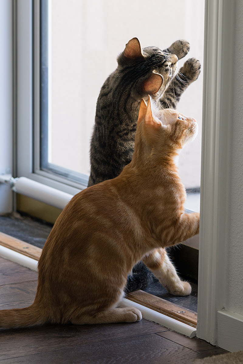 Jake and Jenny Kittens!