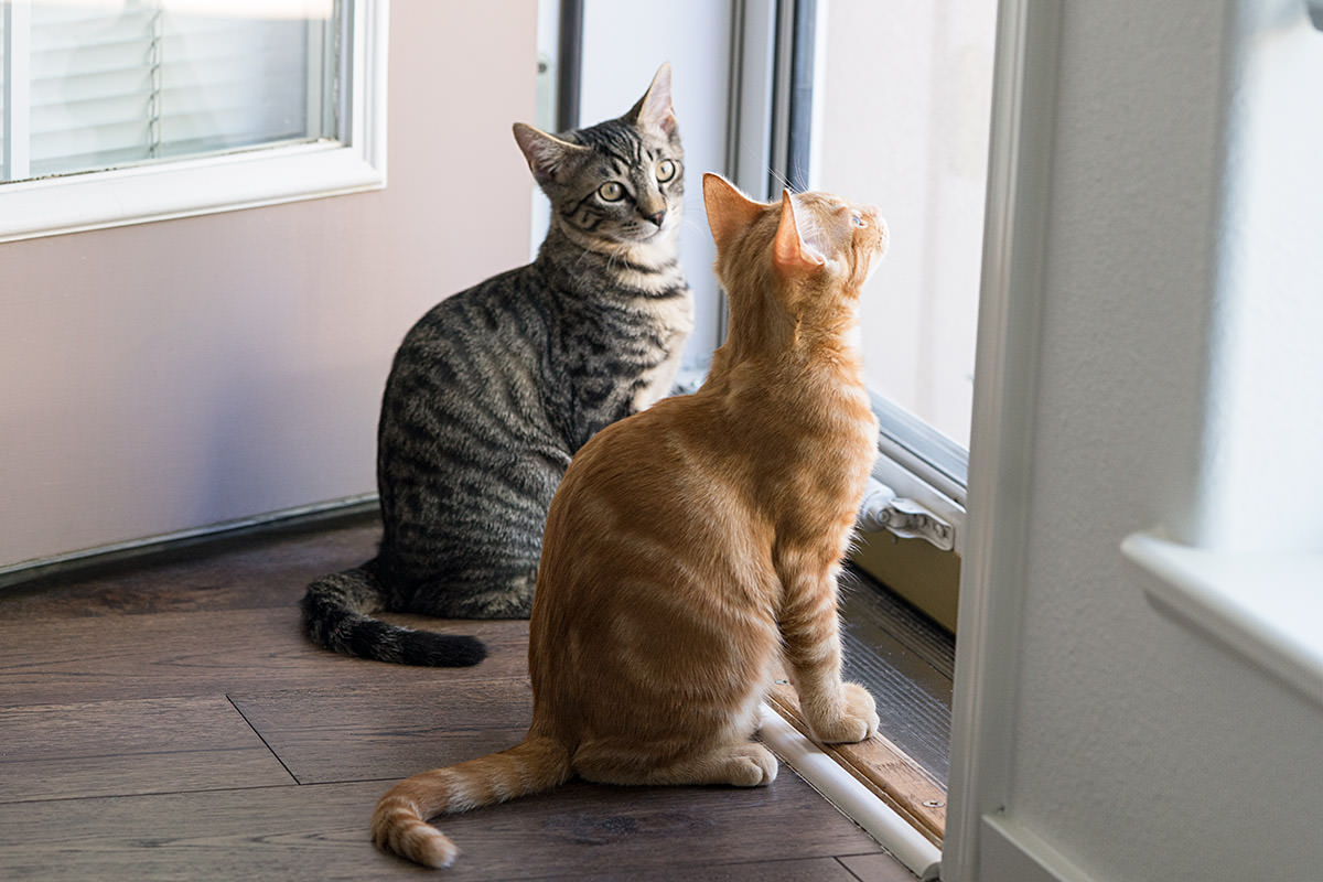 Jake and Jenny Kittens!