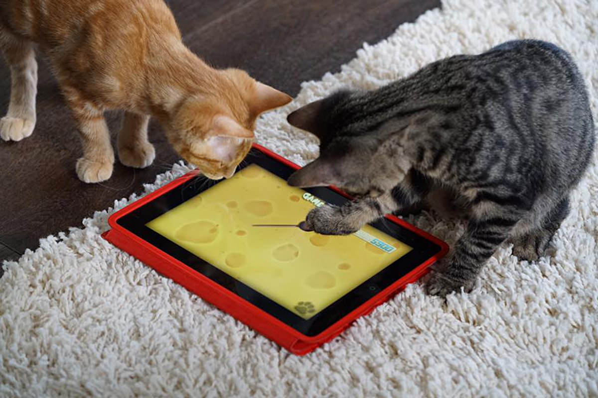 Kittens and an iPad