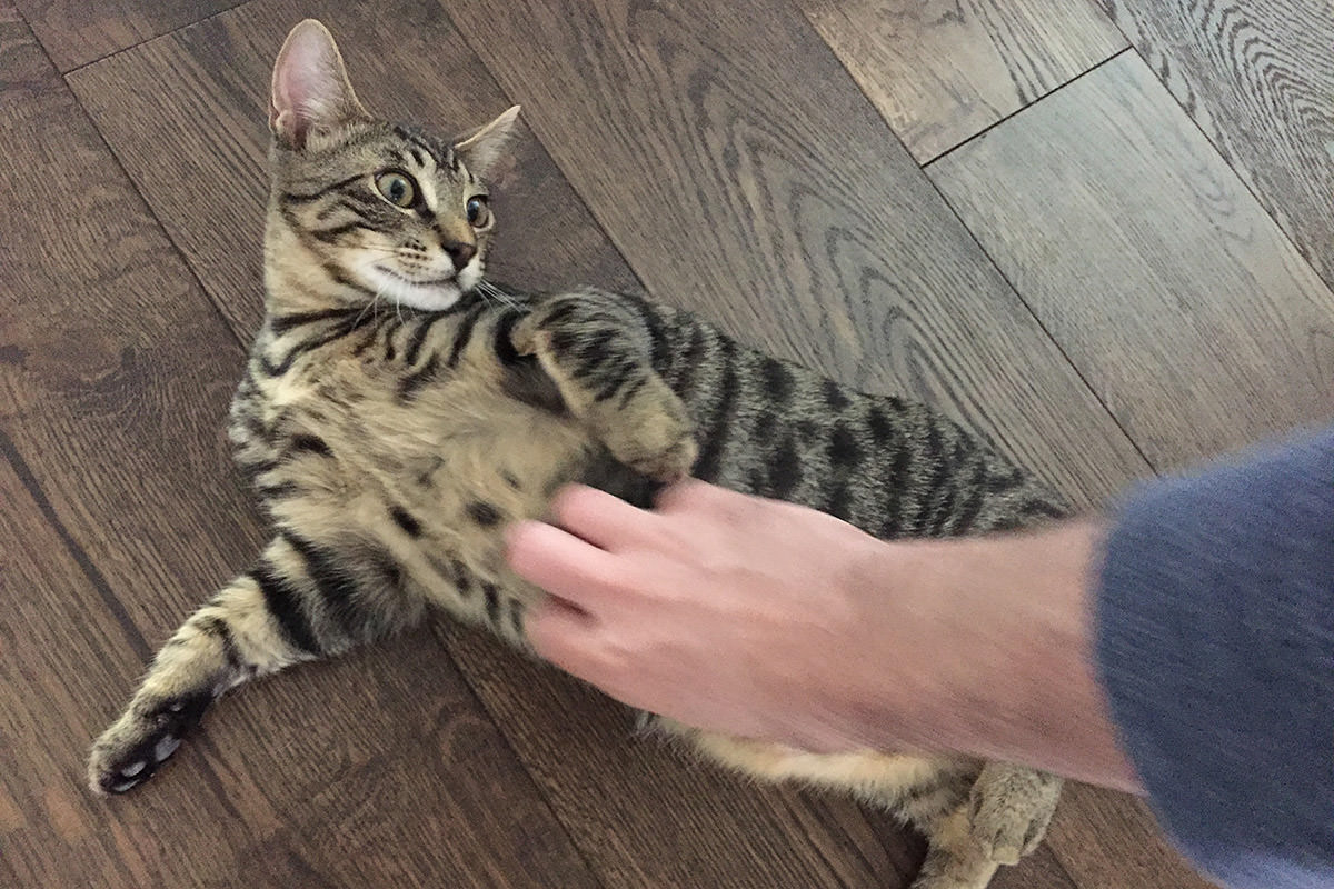 Jake Belly Rubs