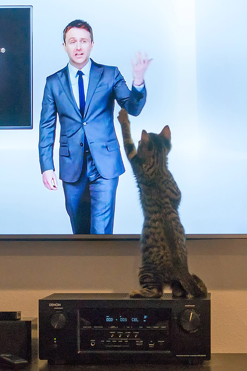 My cat high-fiving Chris Hardwick