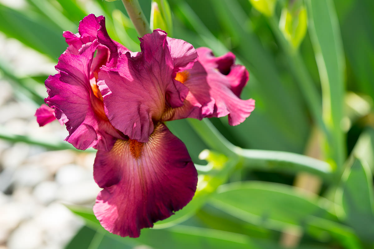 Flowers!
