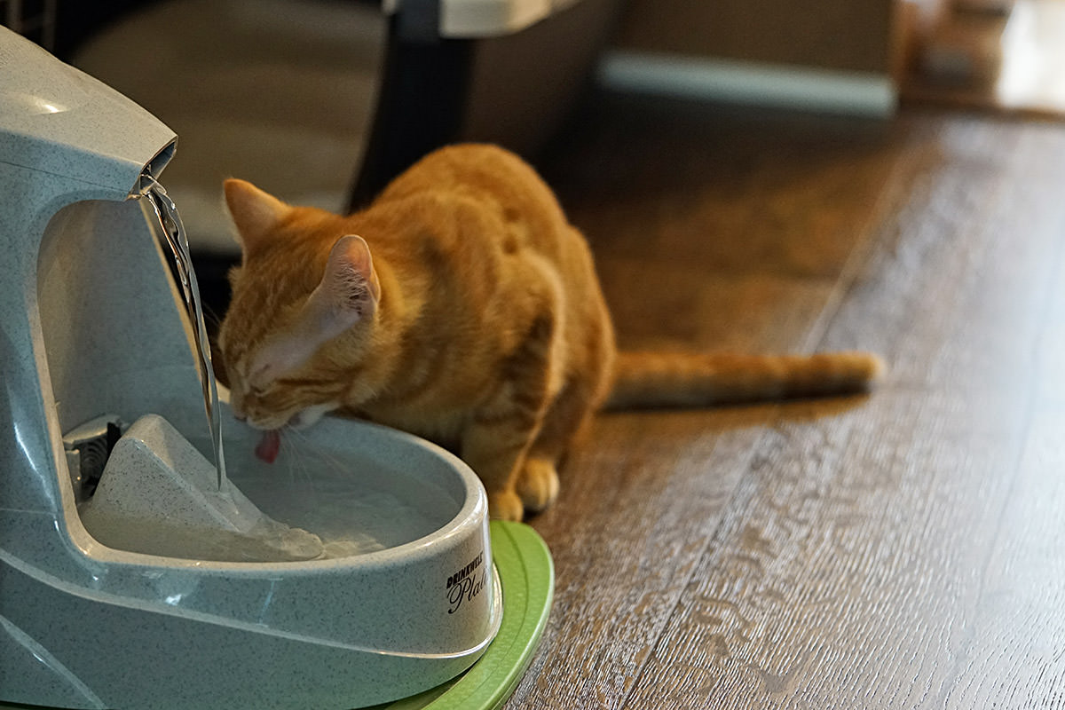 Jenny Drinks Water!