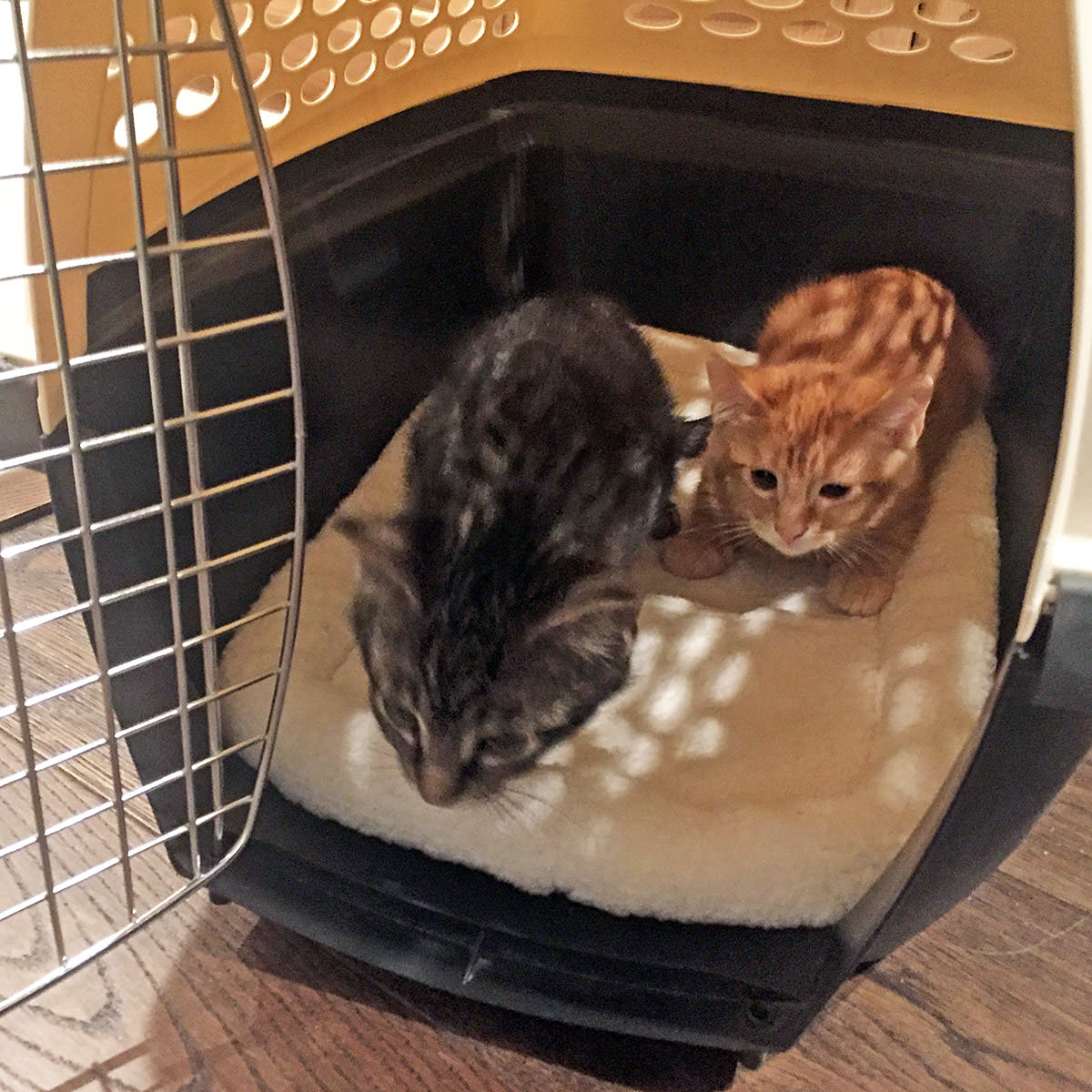 Jenny & Jake as baby kittens hesitantly looking out of the kitty carrier they were in.