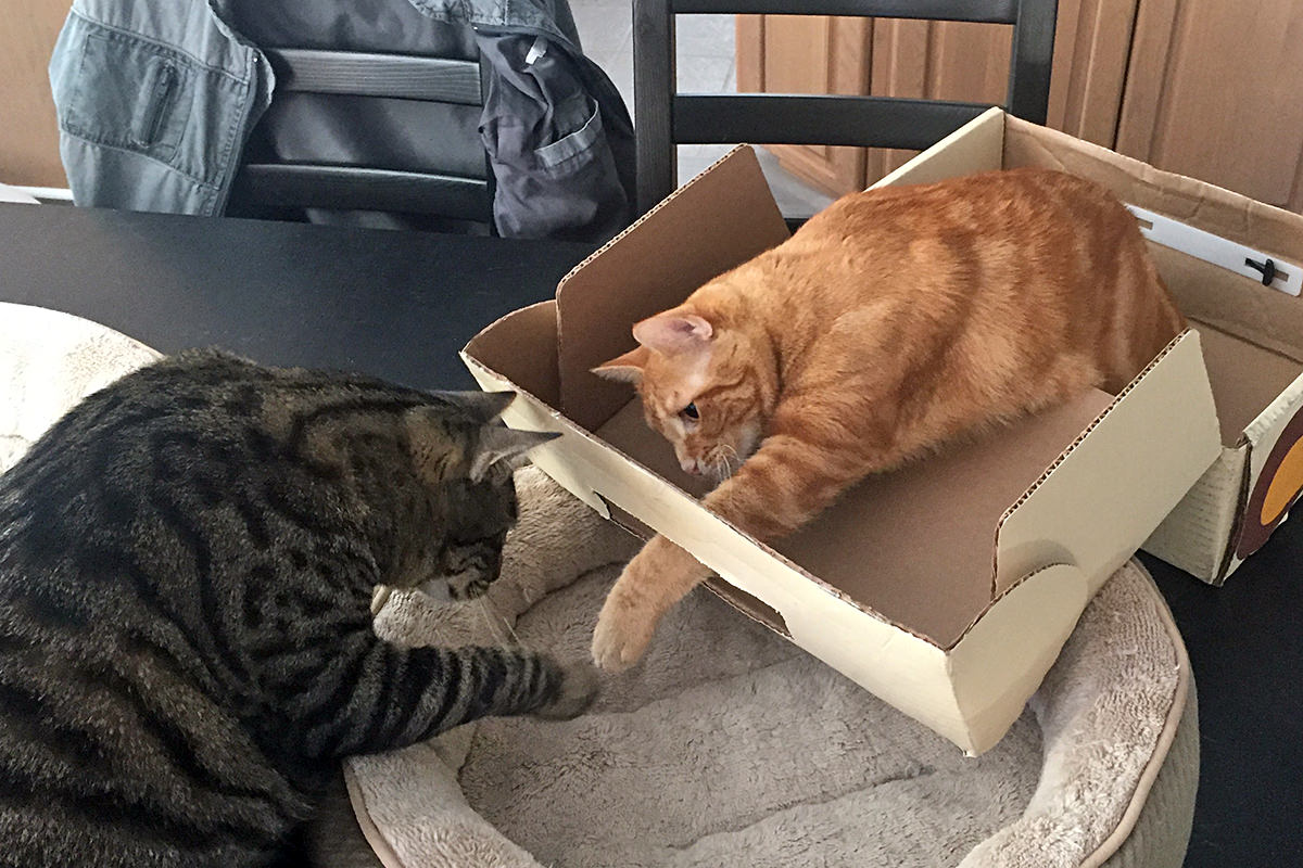 Cat in a Box!