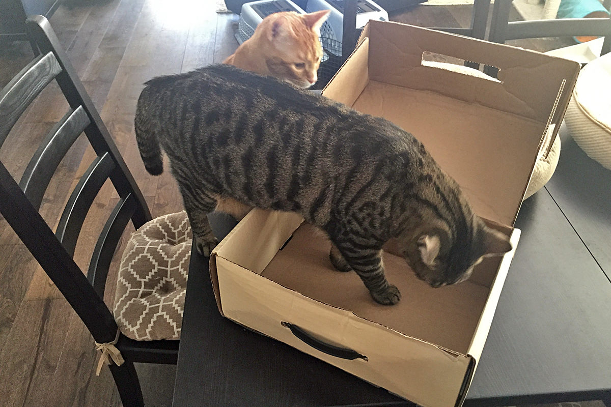 Cat in a Box!
