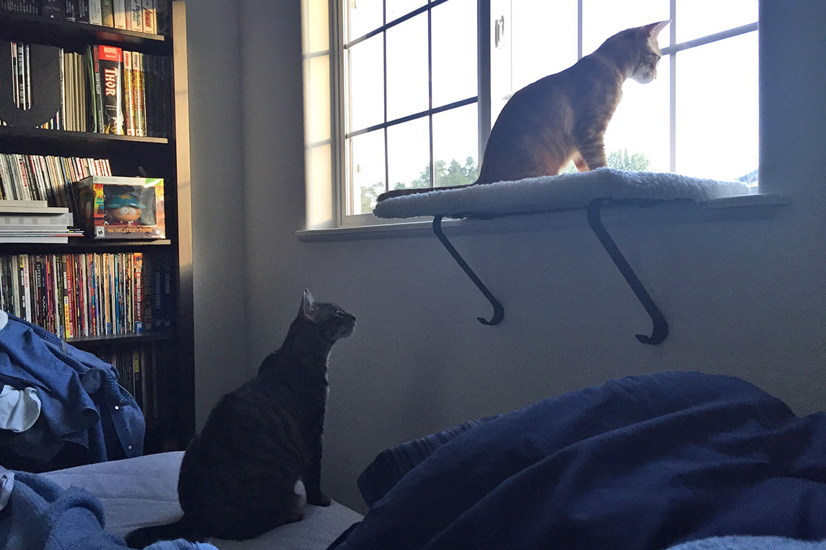 Kitten Shelf