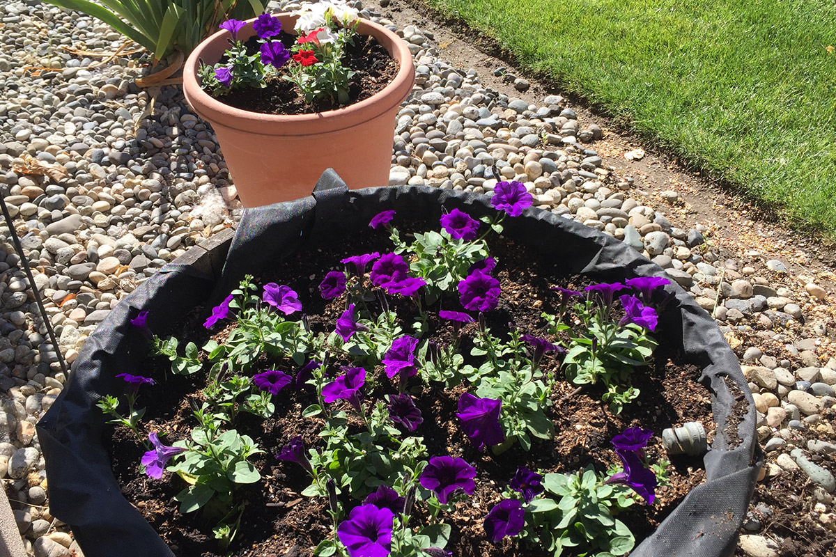 Flower Garden