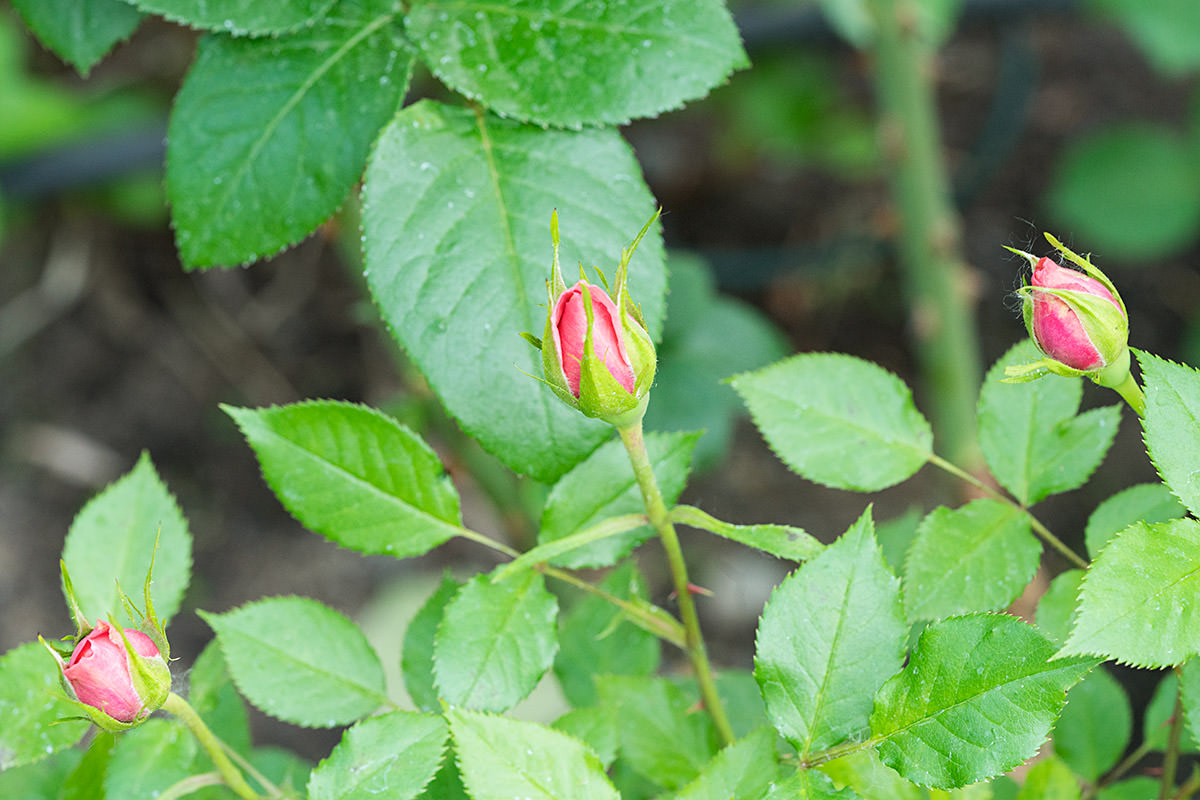 Flower Garden