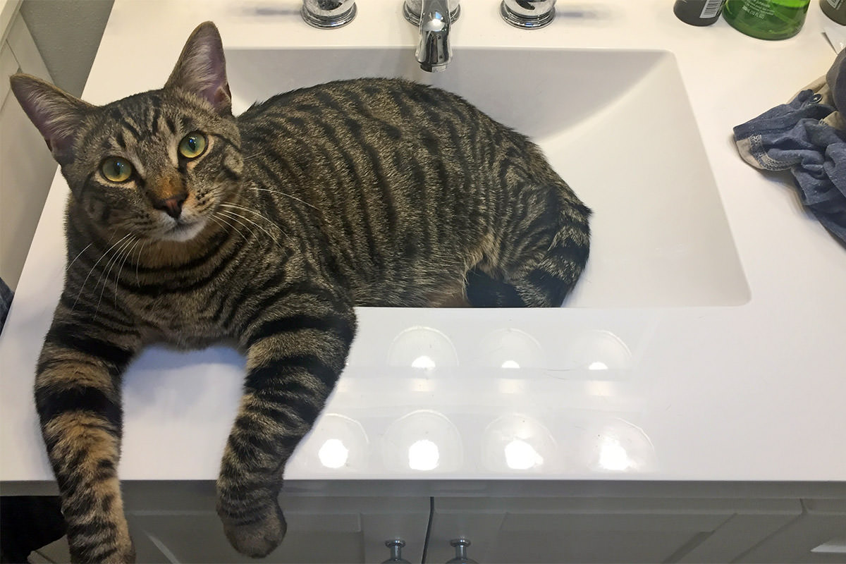 Content Jake in the Sink.