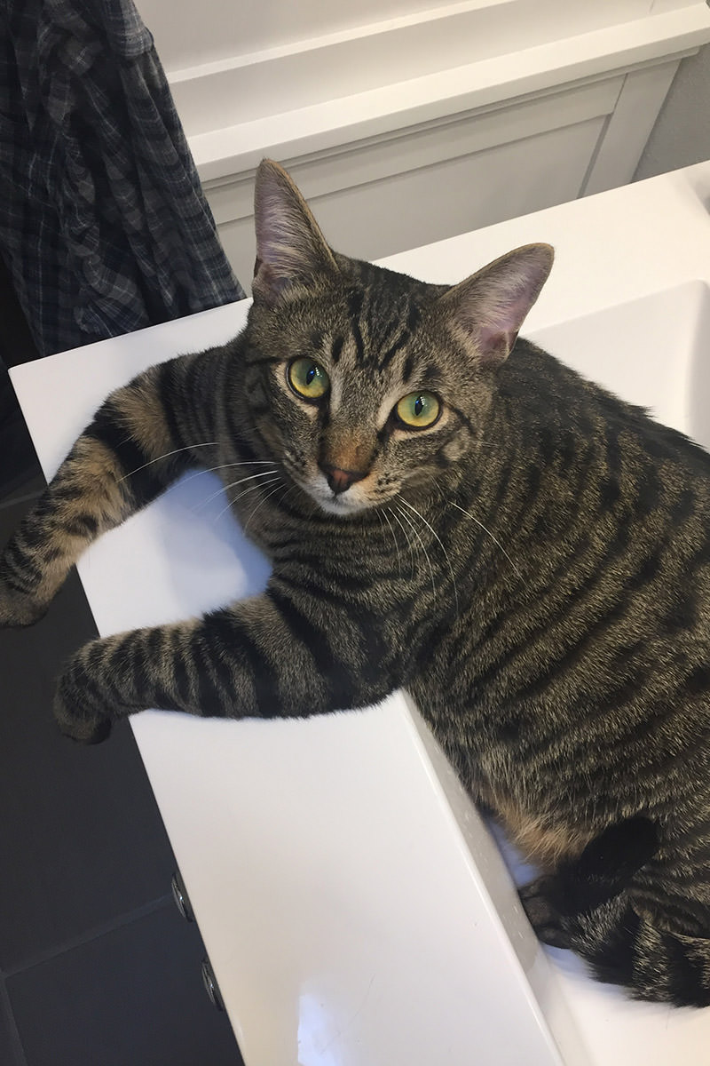 Content Jake in the Sink.