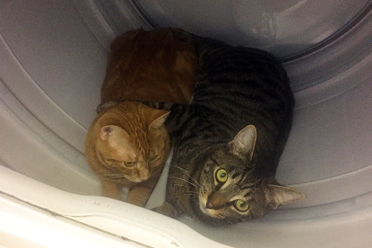 Cats in the Clothes Dryer