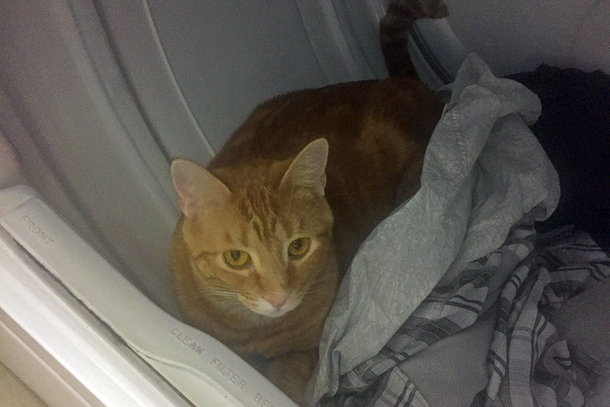 Cats in the Clothes Dryer