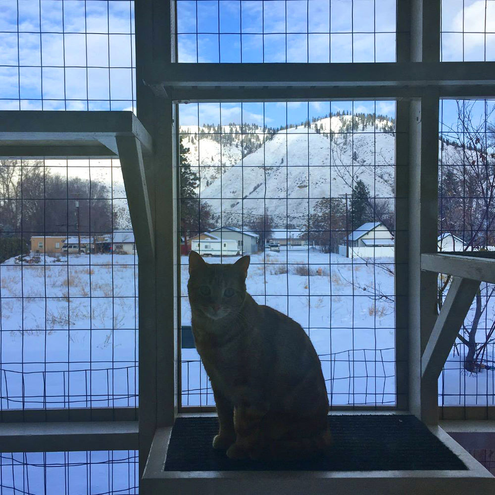 Jenny in a Cold Catio