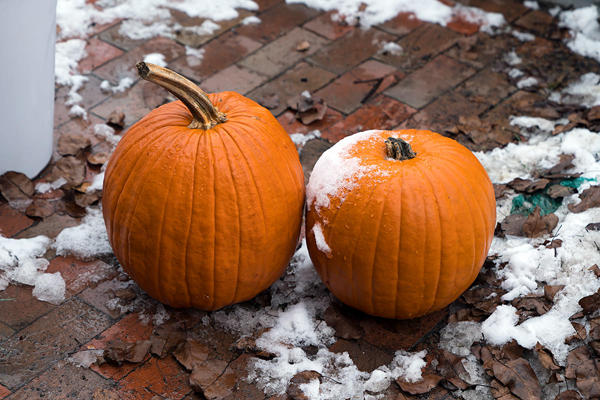 Snowy Pumpkins