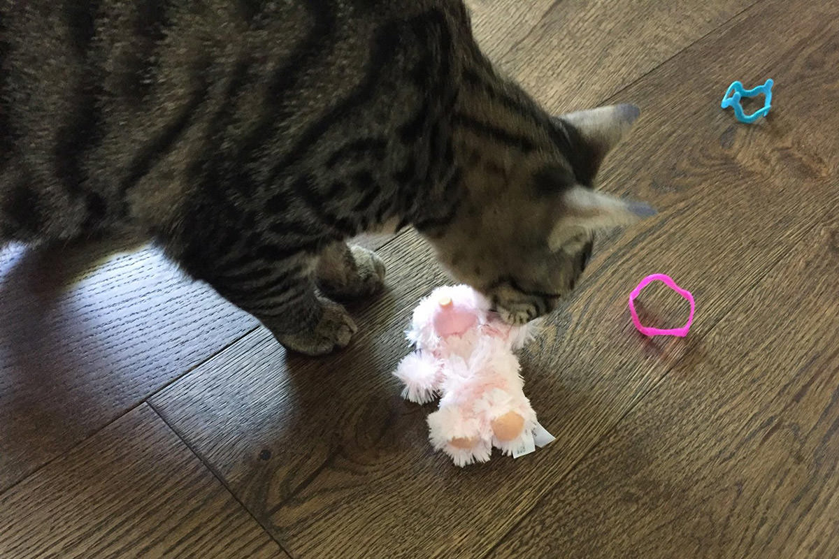 Kitty Toys from Poppy and Dawg!