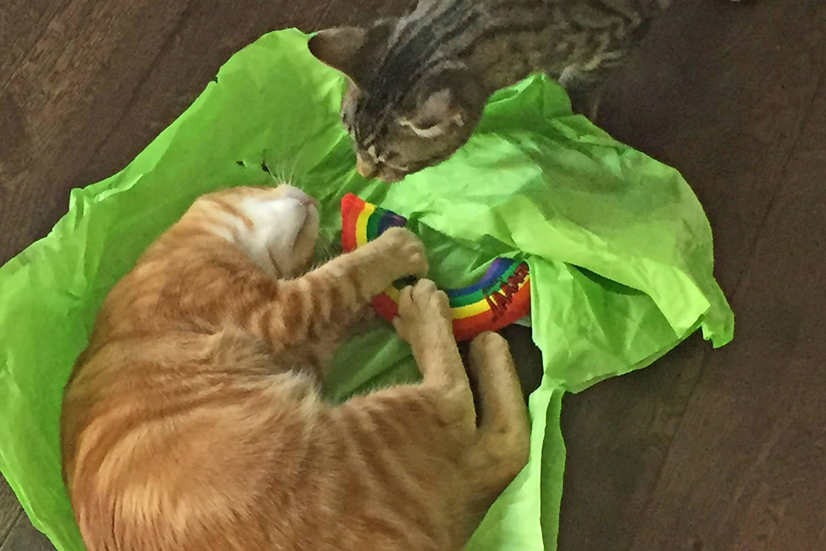 Kitty Toys from Poppy and Dawg!