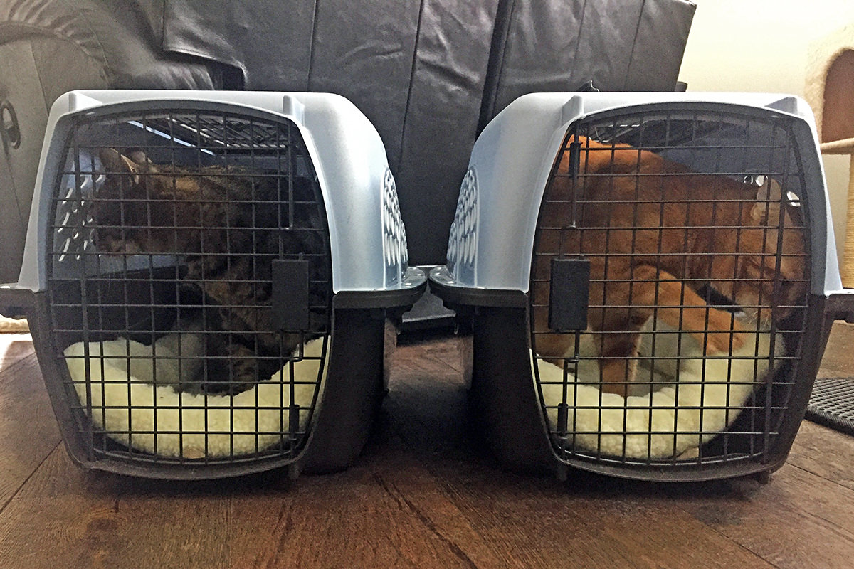 Cats in Carriers