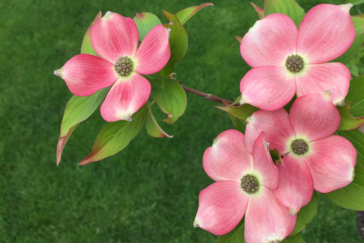 My Dogwood Tree is in Bloom!