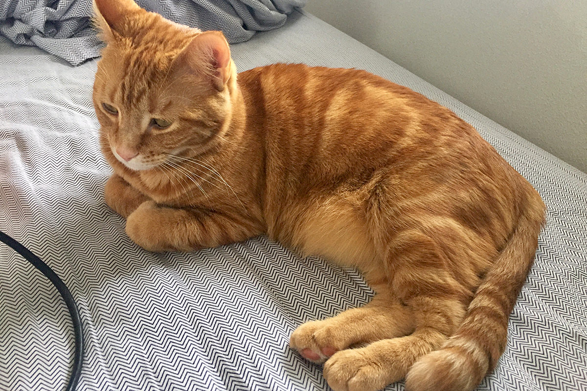 Kitties in Bed on a Saturday!