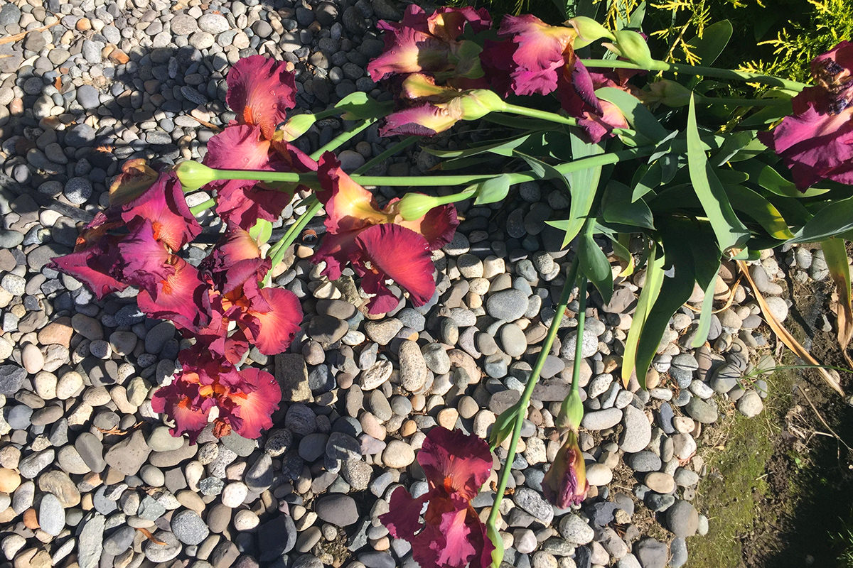 Stupid Irises on the Ground!