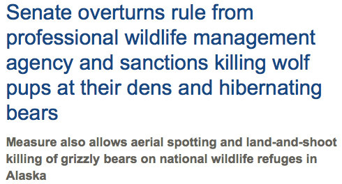 Senate sanctions killing hibernating bears and pups in their den