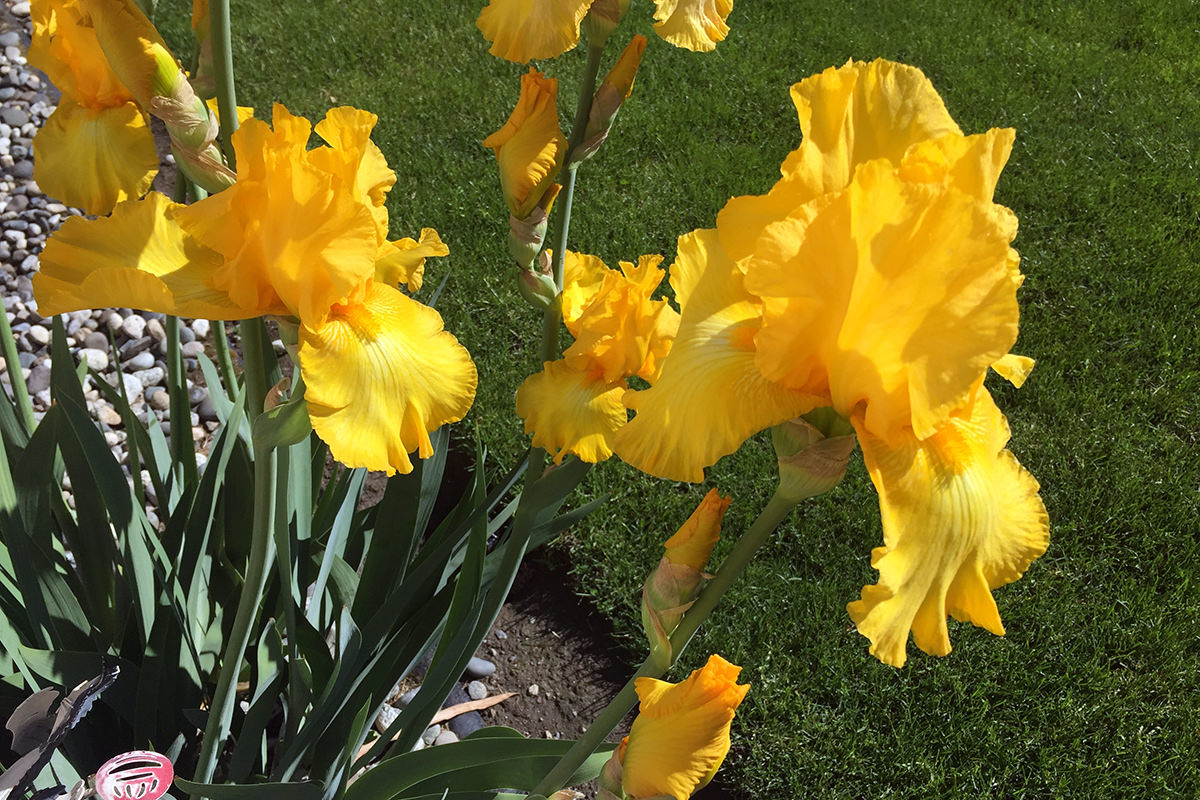 Yellow Irises!