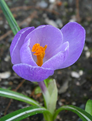 Crocus Purple