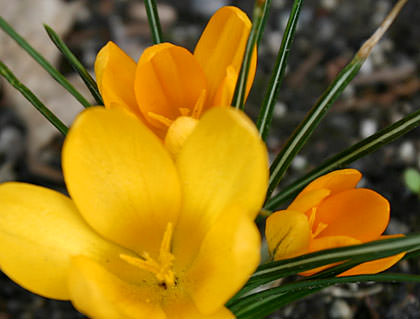 Crocus Yellow