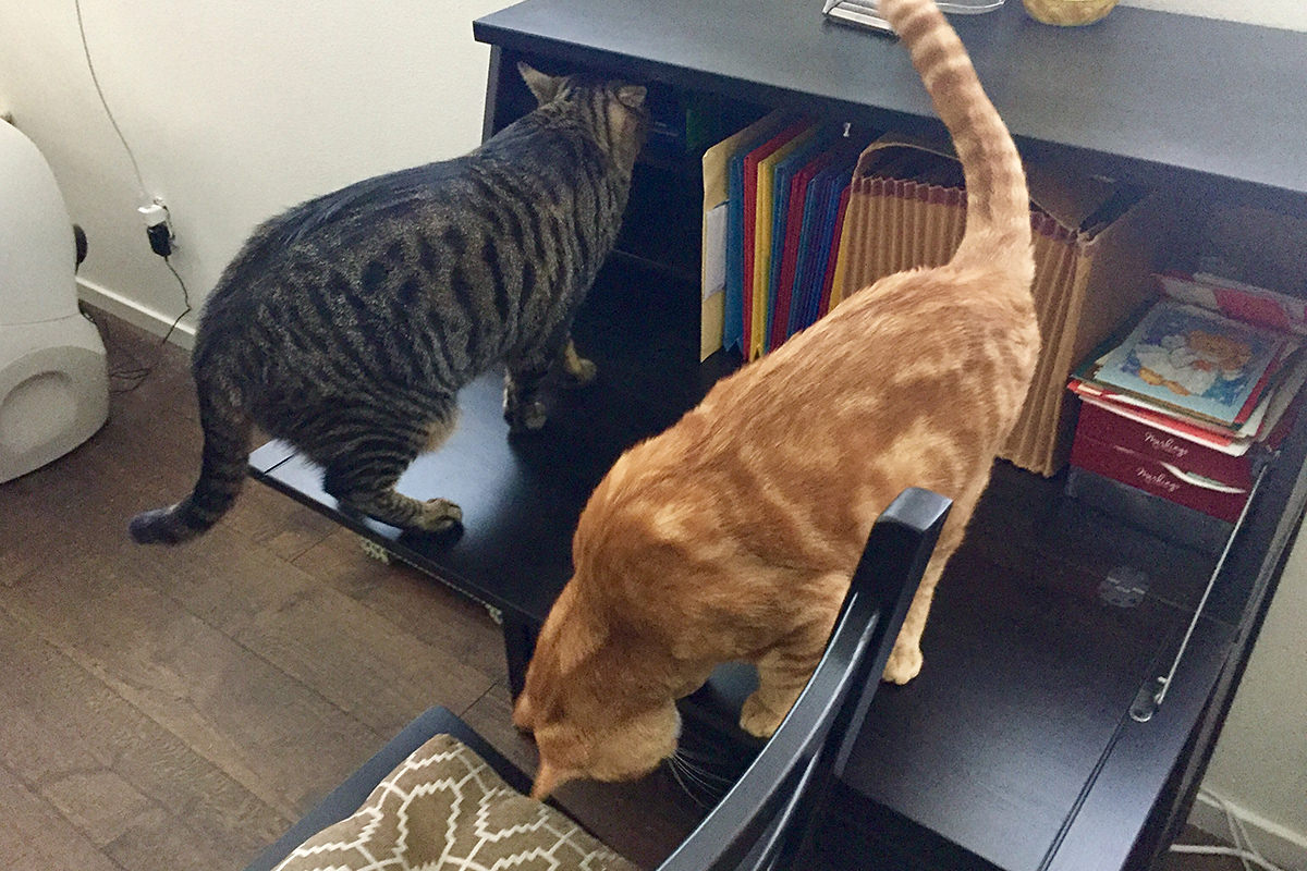 Kitties Exploring my Desk!