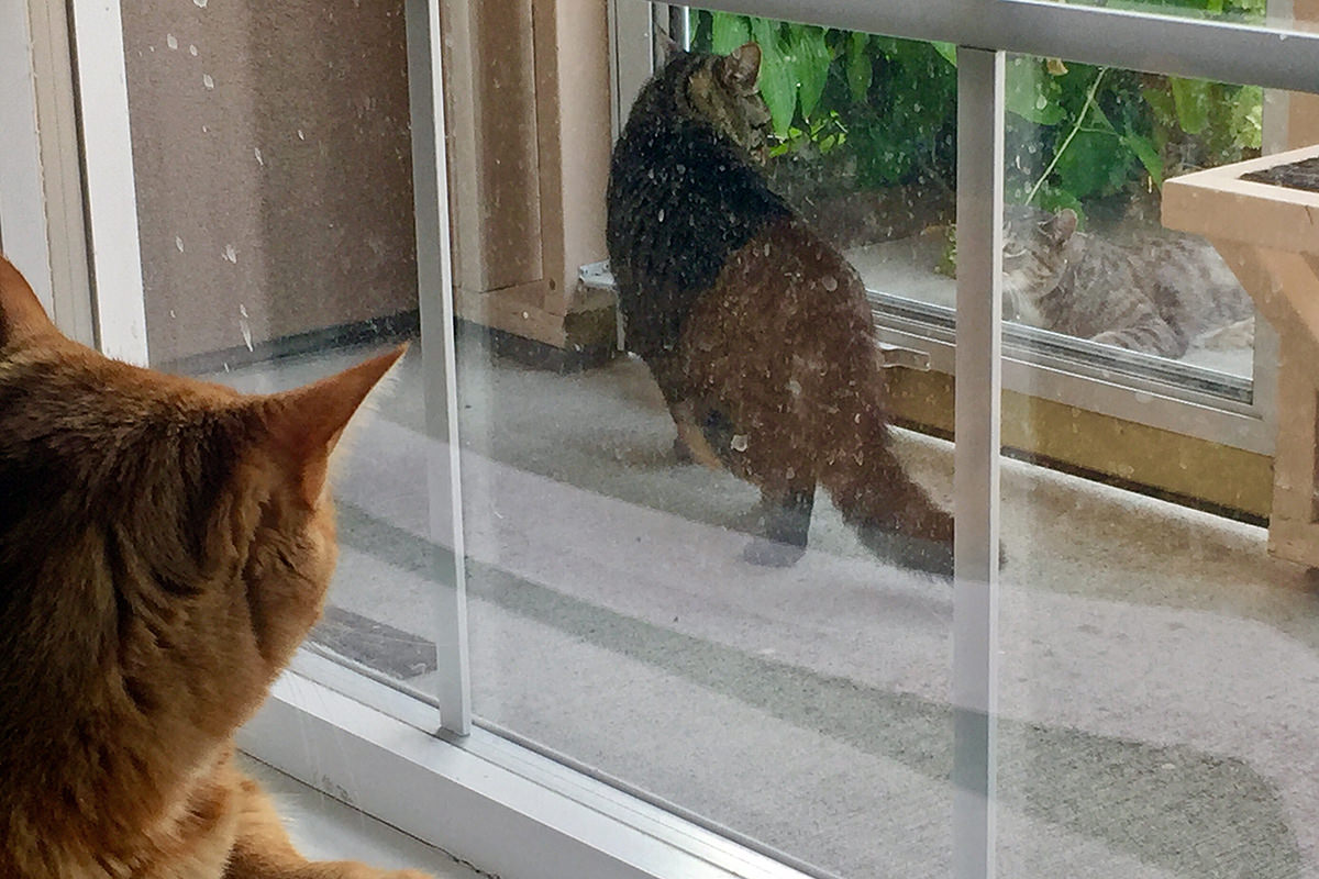 Cats Watching Cats Watching Cats