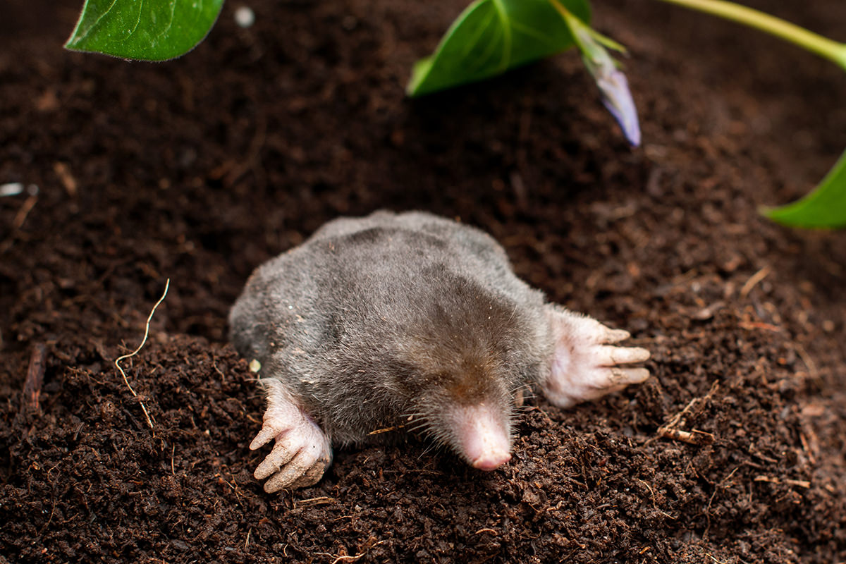 Moles Are Cute... Photo from Adobe Stock!