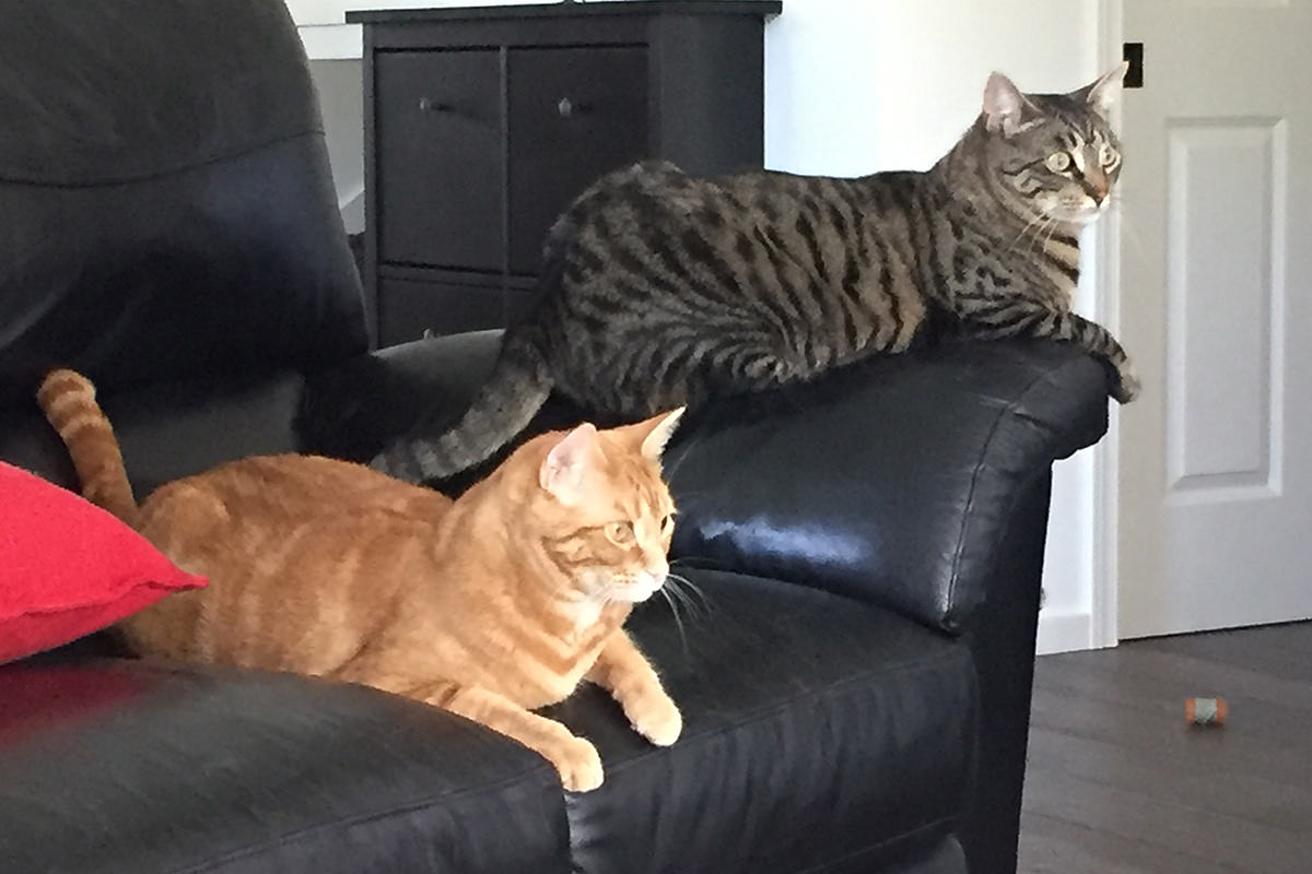 Kitties Watching the Catio!