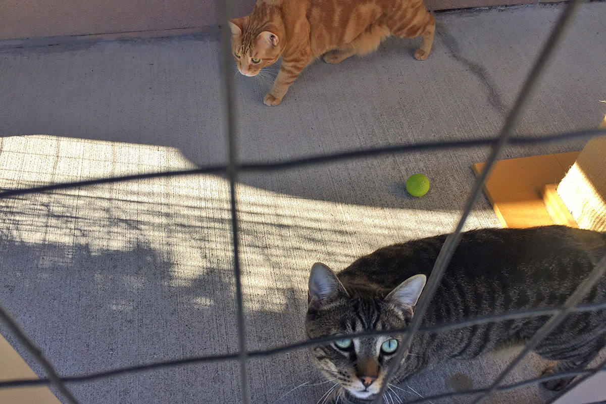 Total Eclipse Catio Cats!