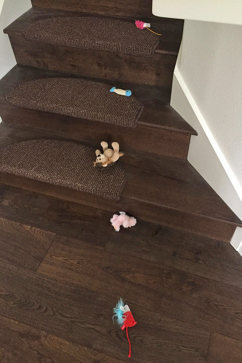 Jenny's Morning Tribute on My Stairs!