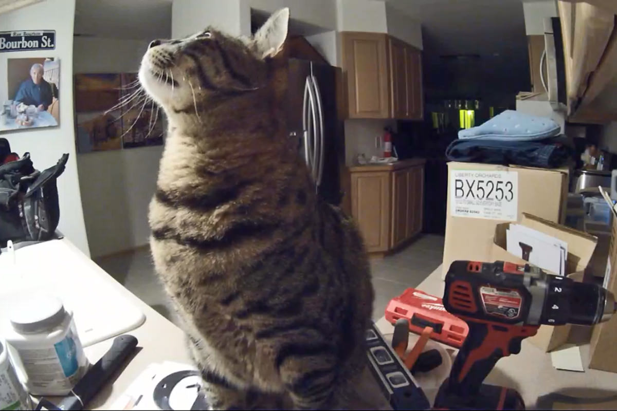 Cats on Counter