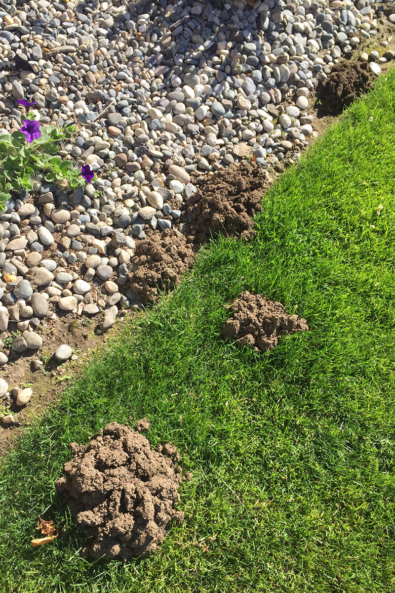 Mole Holes in my Yard!