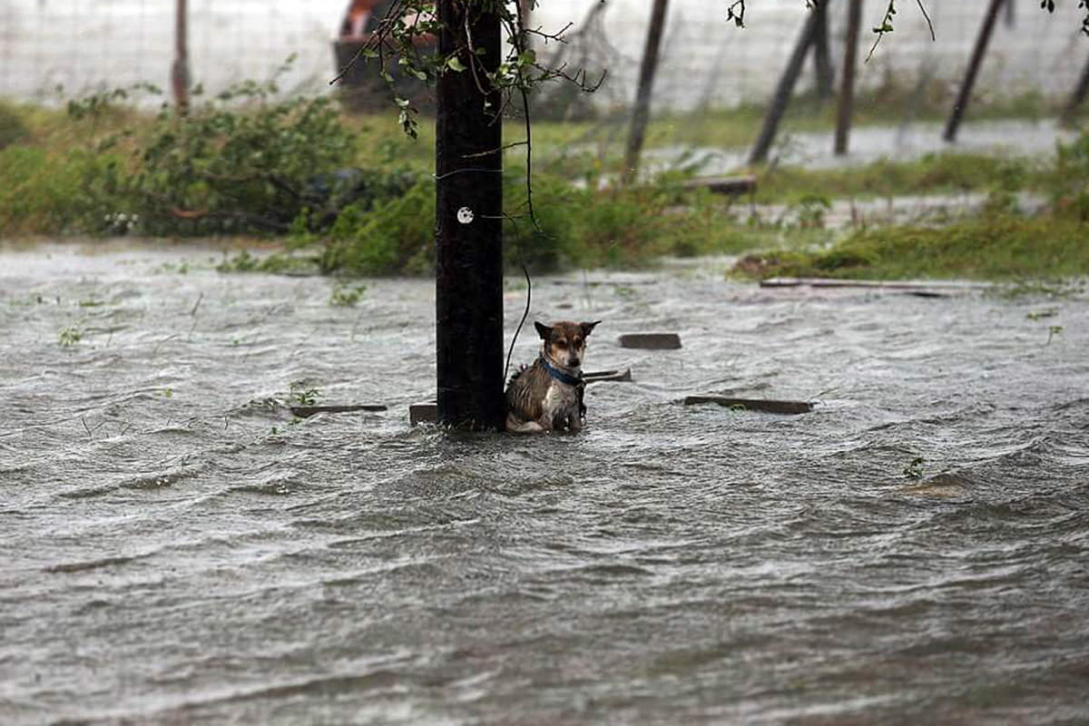 Abandoned Puppy Chained to a Pole in Floodwaters