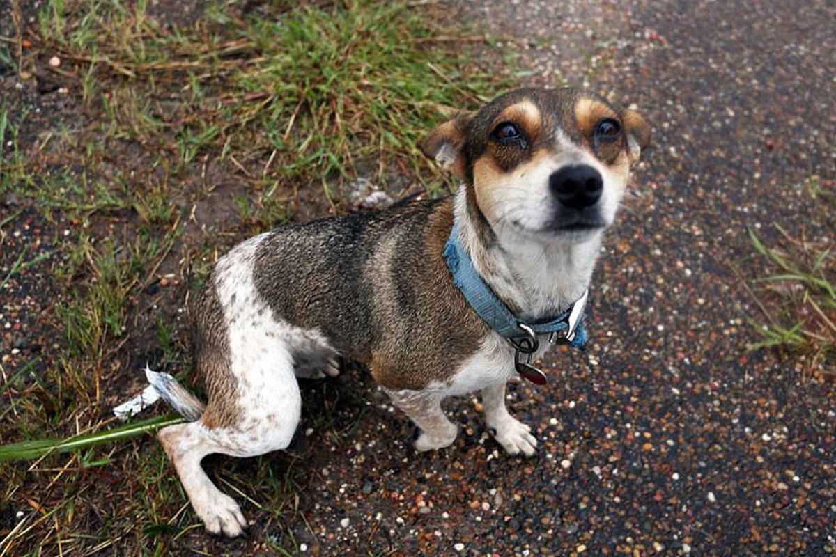 Abandoned Puppy Chained to a Pole in Floodwaters