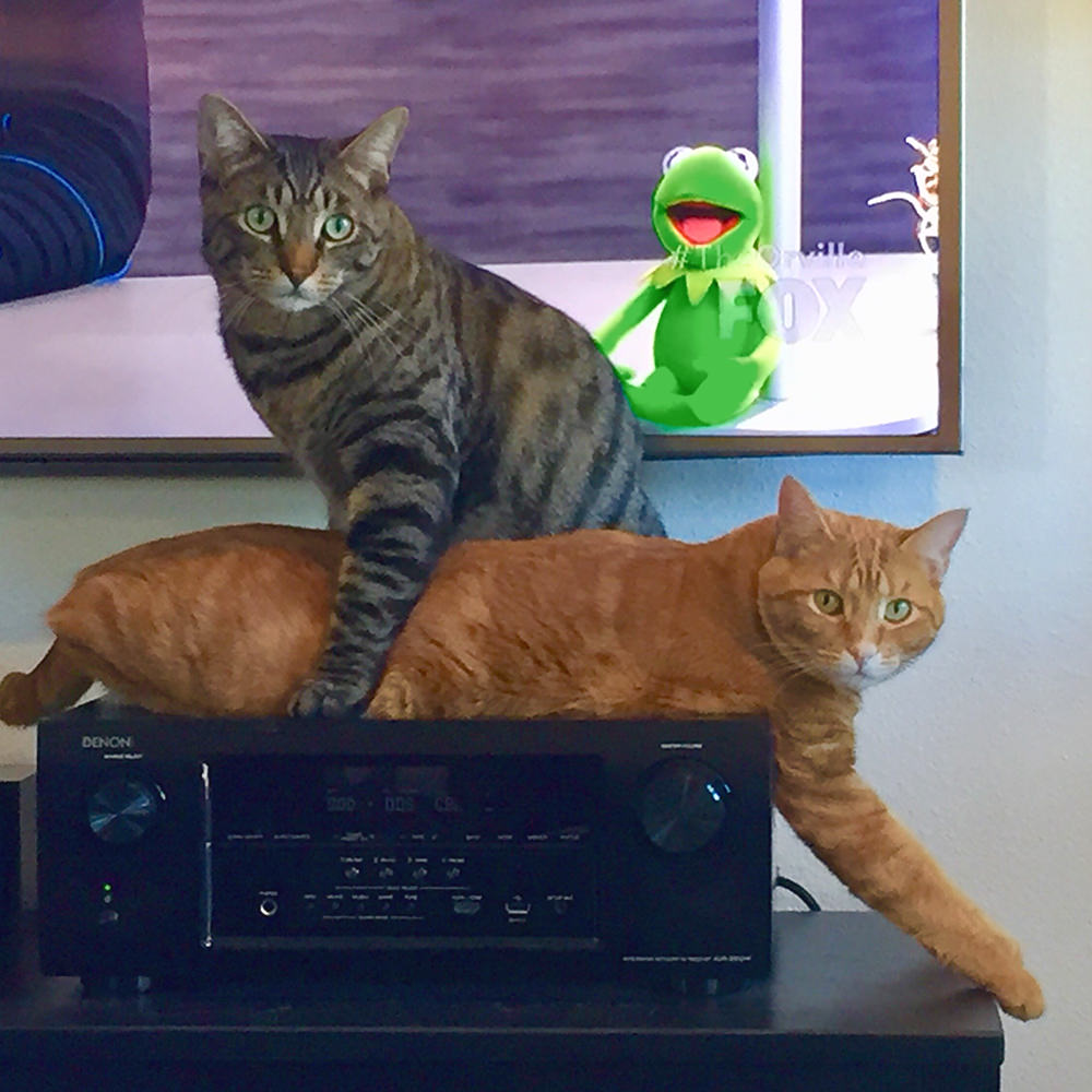 Jake and Jenny trying to fit on the stereo!