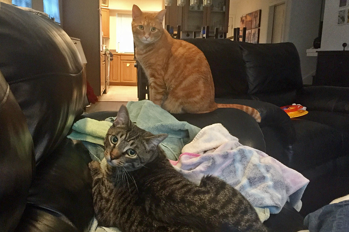 Cats on Towels!