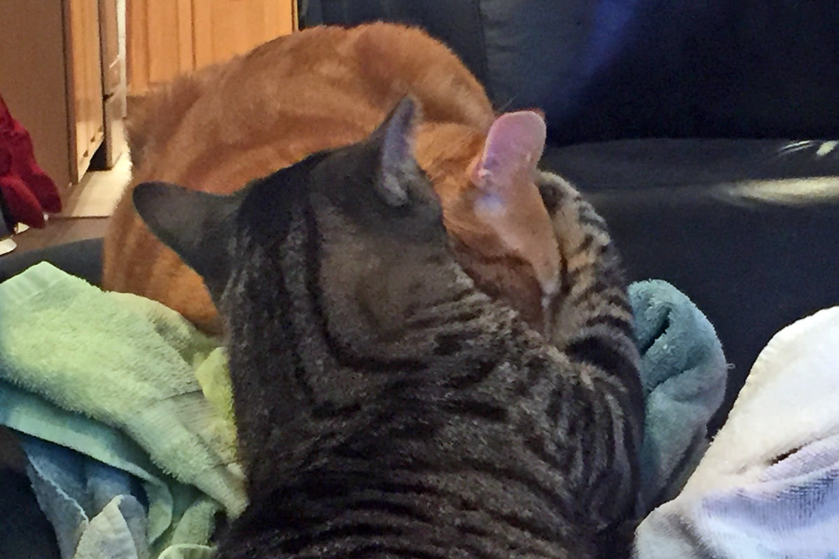 Cats on Towels!