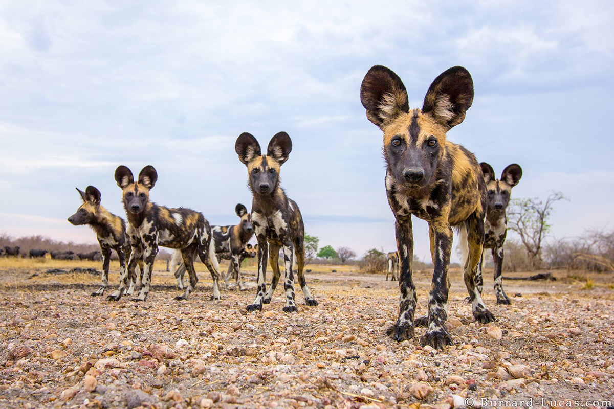 African Wild Dogs by Will Burrard-Lucas