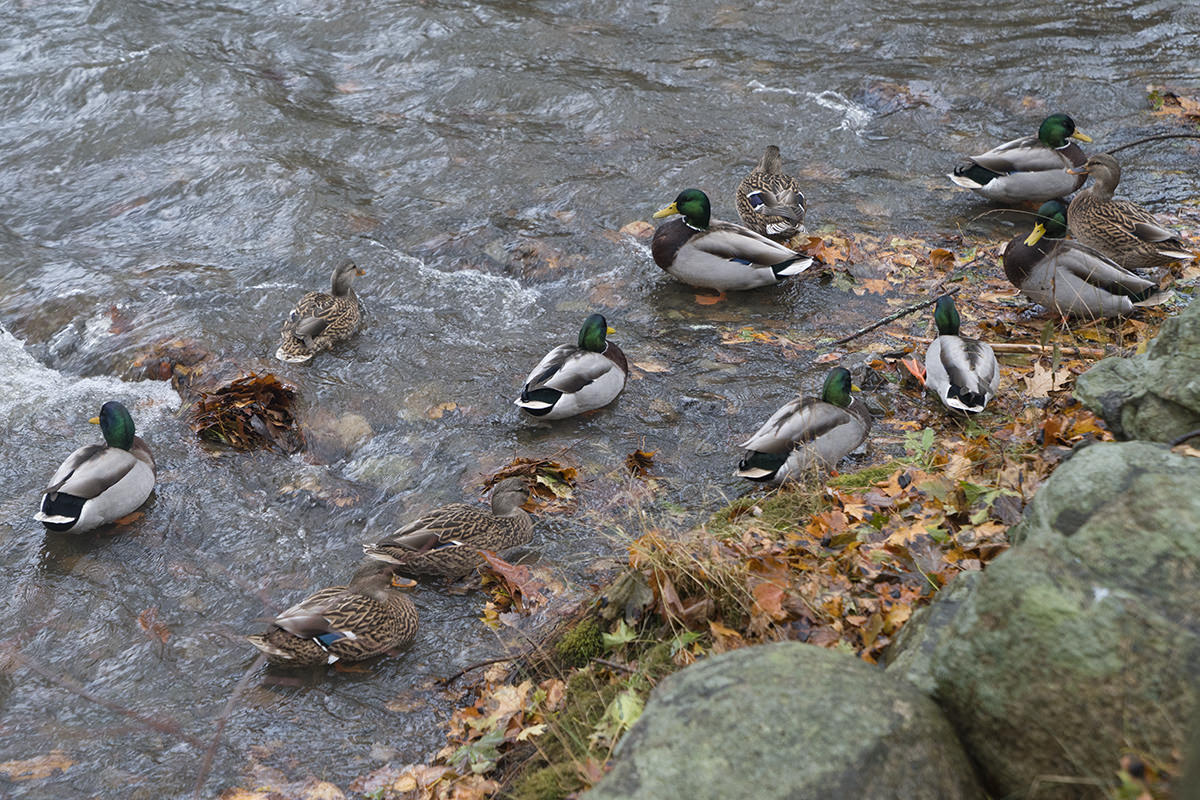 Ducks!