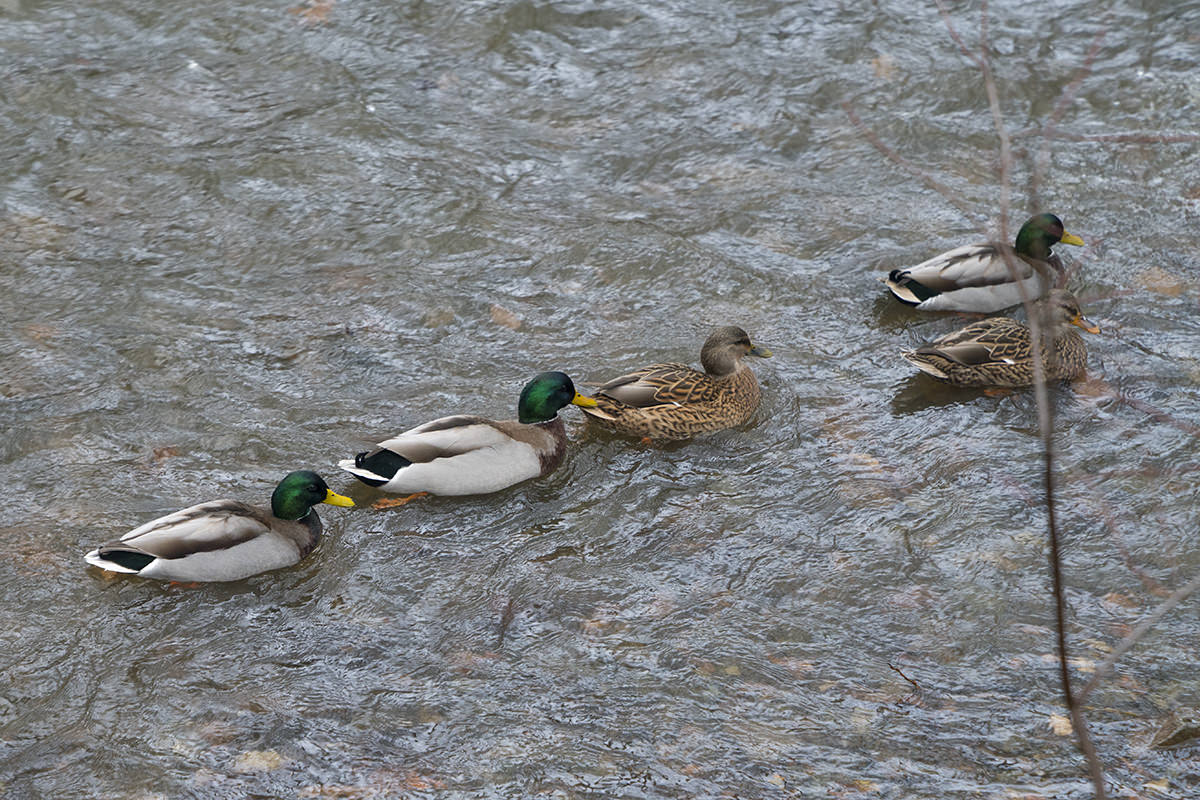 Ducks!